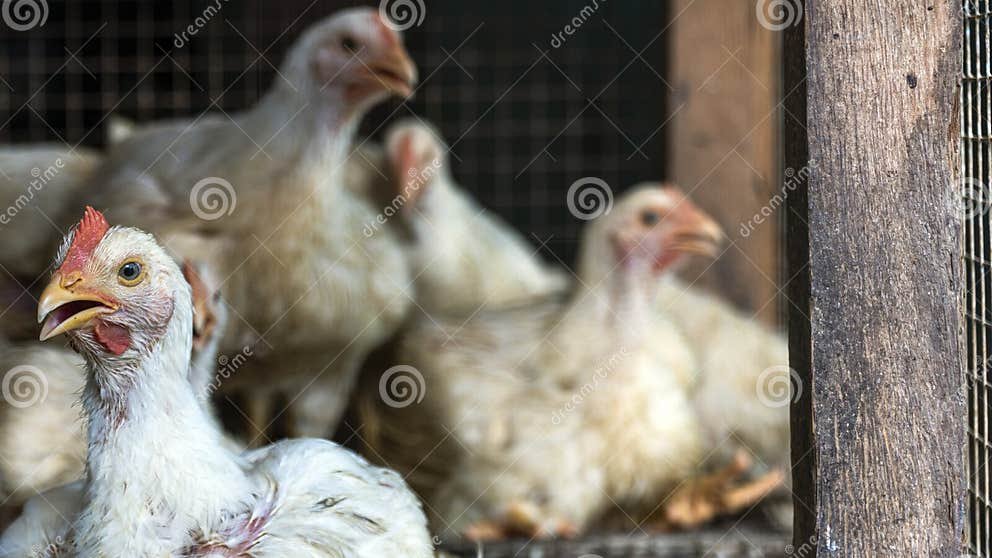 đá gà thomo ngày 18 tháng 11,Giới thiệu đá gà thomo ngày 18 tháng 11,Giới thiệu