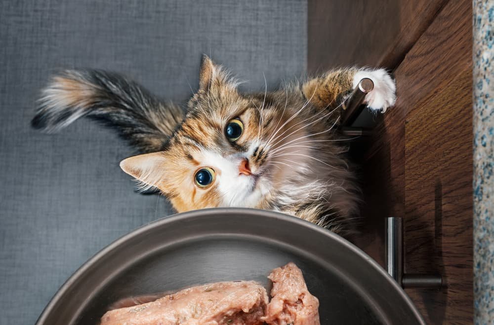 cách chọn gà đá cua tốt cách chọn gà đá cua tốt
